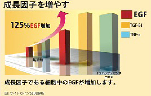 成長因子(EGF)の増加効果