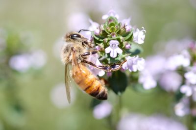 コムハニーとは？おすすめの蜂蜜商品も紹介