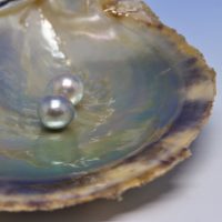 【真珠価値の高騰】銀座トマト「真珠シリーズ」で手に入れる一生モノの美