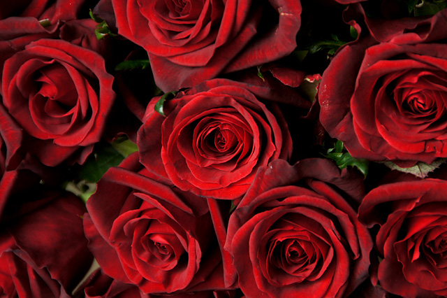 1. 世界初!薔薇から生まれた「バラプラセンタ®エキス」
