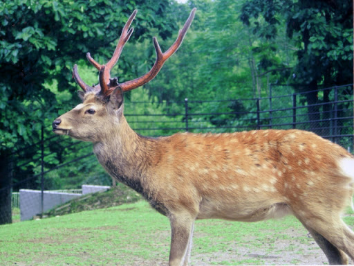 他のプラセンタとは一線を画す鹿プラセンタの正体