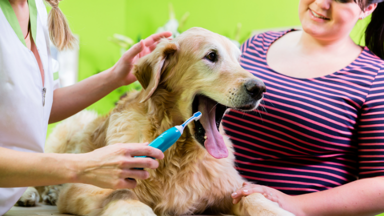 犬の口臭改善・予防に役立つケア製品は？